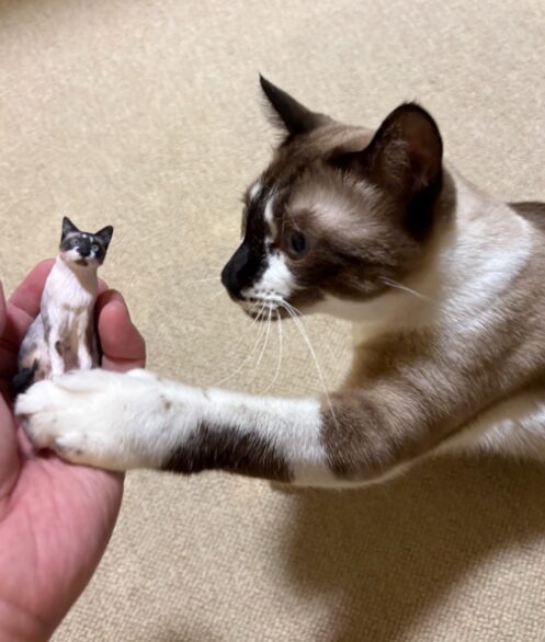 ネコ♪