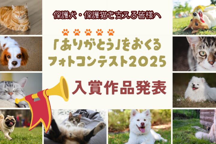 イベント＆キャンペーン アーカイブ | FIGURE RIZE